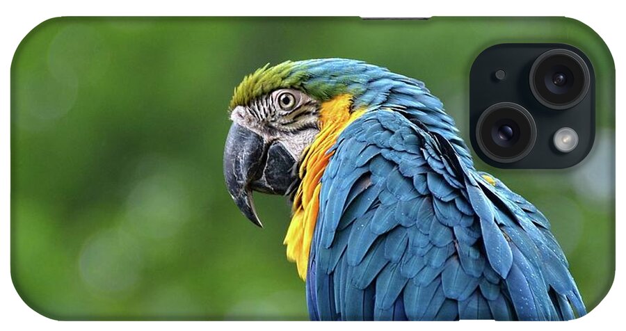 Macaw iPhone Case featuring the photograph Blue Macaw by Ronda Ryan