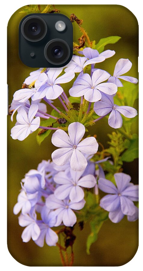 Flower iPhone Case featuring the photograph Blue Plumbago Flowers by John Black