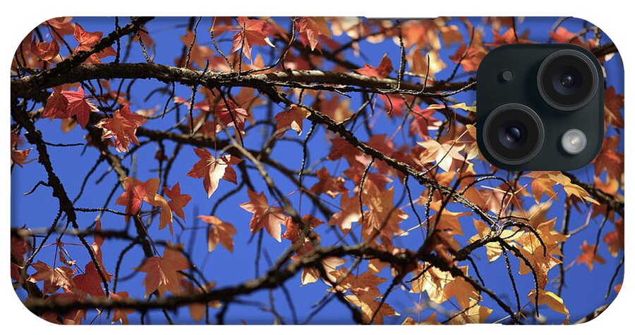 Autumn iPhone Case featuring the photograph Blue Sky by Digiblocks Photography