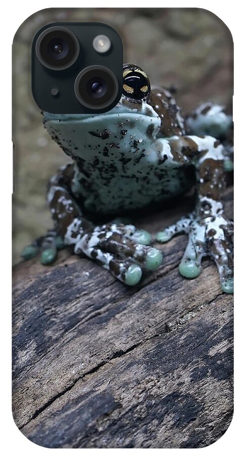 Animal iPhone Case featuring the photograph Blue Tree Frog by Jaroslaw Blaminsky