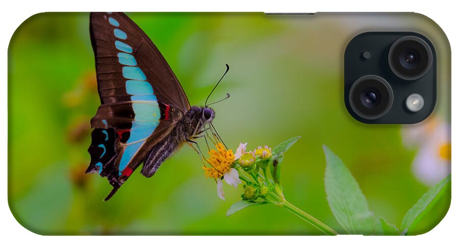 Blue Triangle iPhone Case featuring the photograph Blue Triangle Butterfly on Okuma by Jeff at JSJ Photography