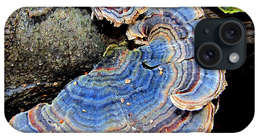 Blue Turketail Fungi iPhone Case featuring the photograph Blue Turkeytail Fungi by Joshua Bales