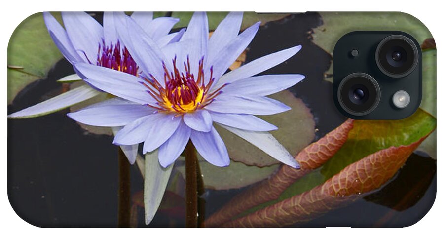 Water Lily iPhone Case featuring the photograph Blue Water Lilies of Belize by Heather Coen