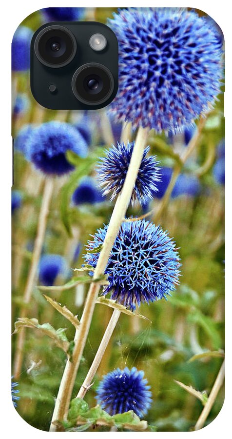 Blue Wild Thistle iPhone Case featuring the photograph Blue Wild Thistle by Silva Wischeropp