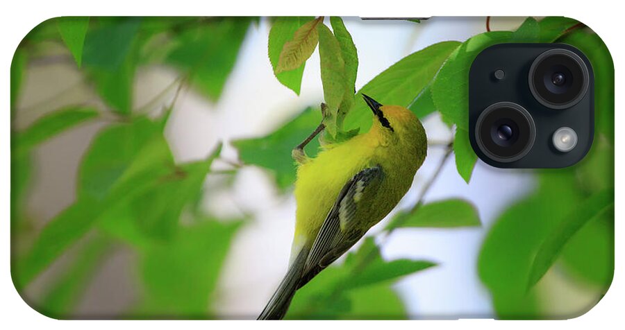 Gary Hall iPhone Case featuring the photograph Blue-winged Warbler 2 by Gary Hall