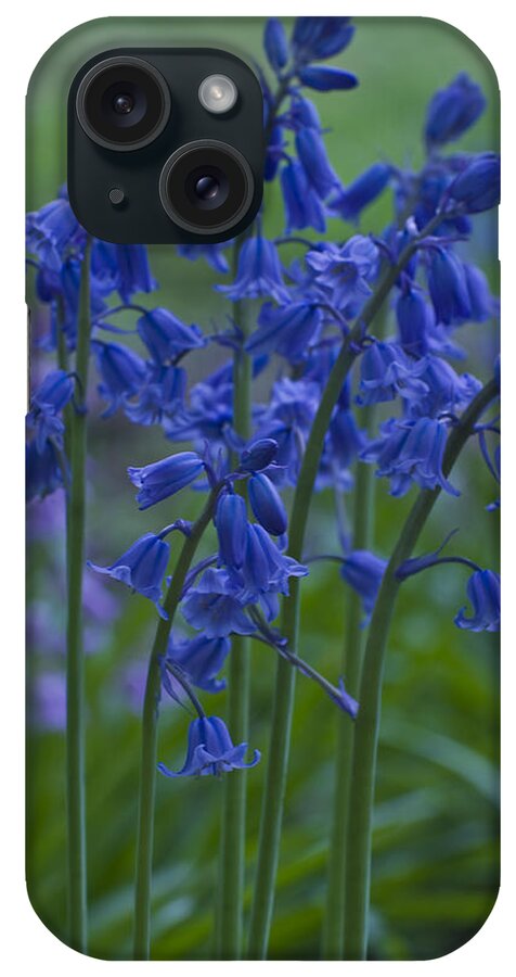 Bluebell iPhone Case featuring the photograph Bluebells by Rob Hemphill