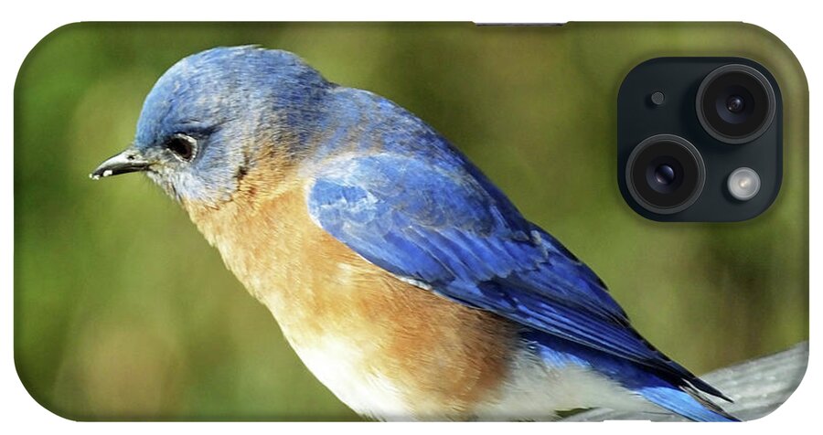 Wildlife iPhone Case featuring the photograph Bluebird 3 by Lizi Beard-Ward