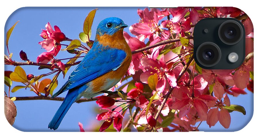 Bluebird iPhone Case featuring the photograph Bluebird in Apple Blossoms by Marie Hicks