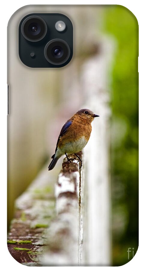 Eastern Bluebird iPhone Case featuring the photograph Bluebird Listening by Rachel Morrison
