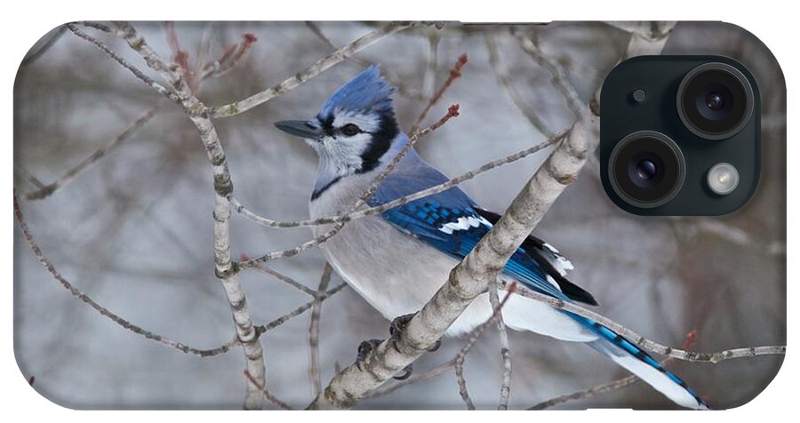 Bluejay iPhone Case featuring the photograph Bluejay 1358 by Michael Peychich