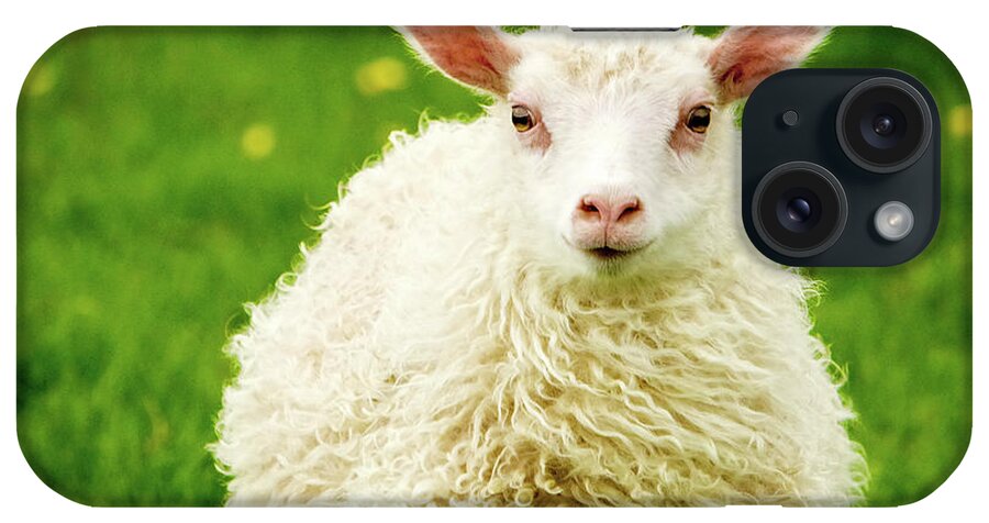 Flatlandsfoto iPhone Case featuring the photograph Bo Peep's Sheep by Joan Davis