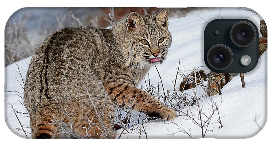 Mammal iPhone Case featuring the photograph Bob Cat Hunting in Winter by Dennis Hammer