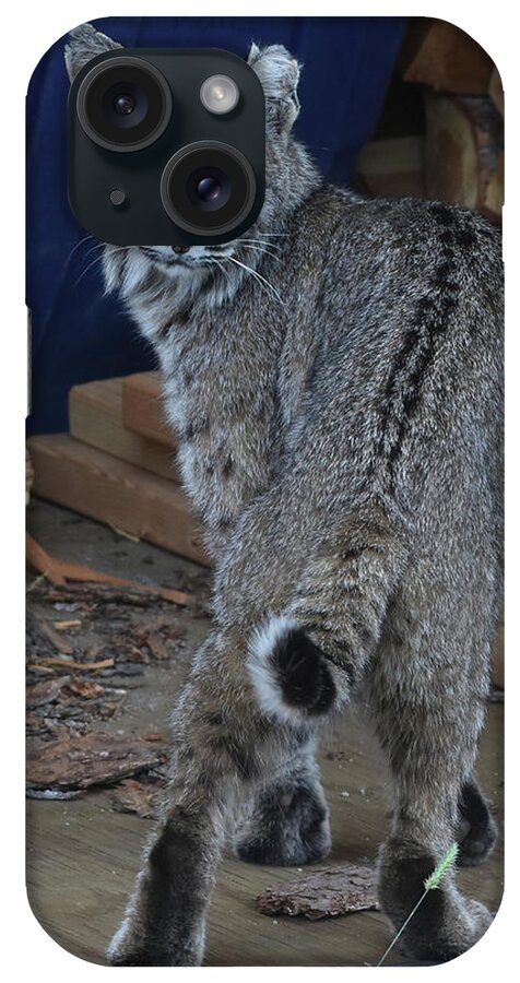 Bobcat iPhone Case featuring the photograph Bobcat by Ben Foster