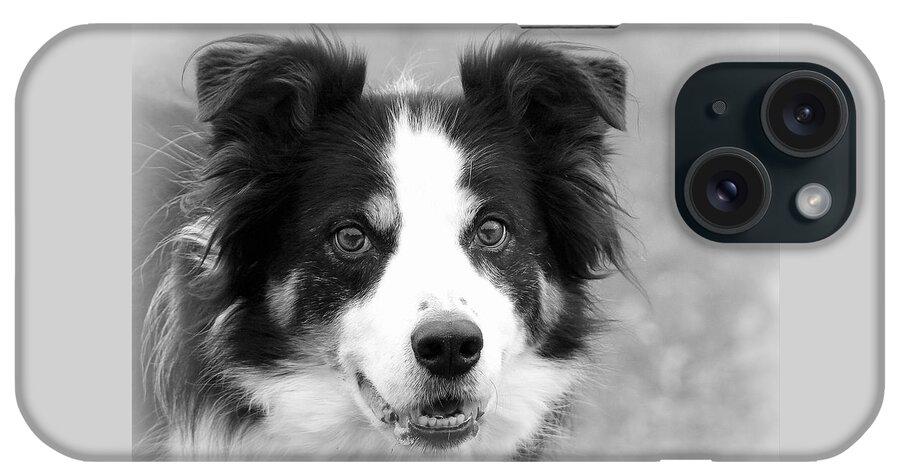Border Collies iPhone Case featuring the photograph Boder Collie BW by Sue Long