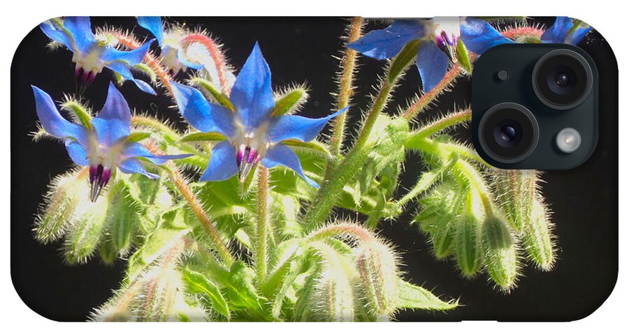 Borage iPhone Case featuring the photograph Borage Herb Flowers by Chholing Taha