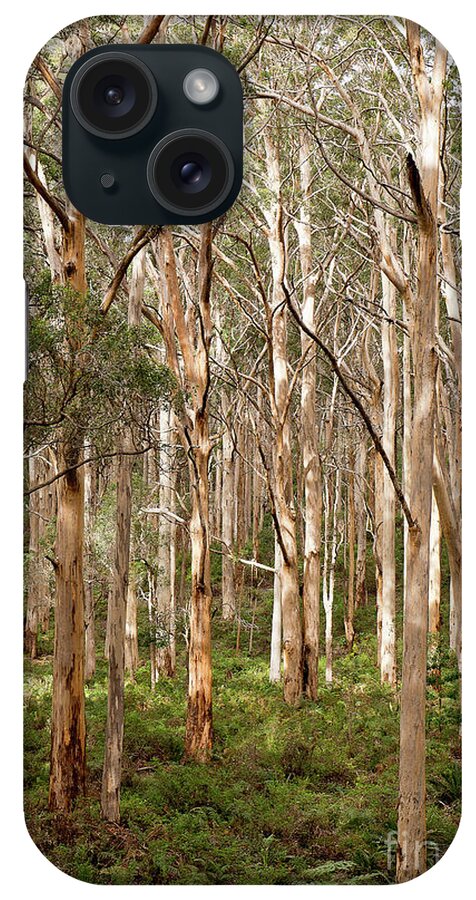 Australia Photography iPhone Case featuring the photograph Boranup forest portrait by Ivy Ho