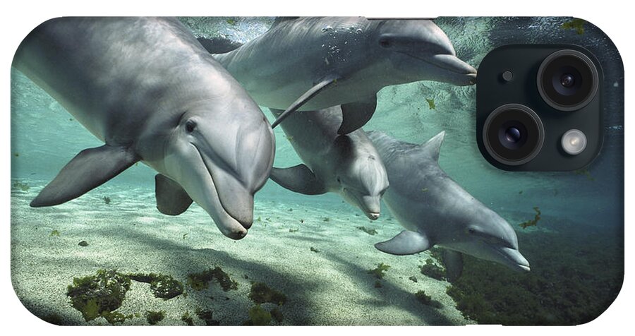 00082400 iPhone Case featuring the photograph Four Bottlenose Dolphins Hawaii by Flip Nicklin