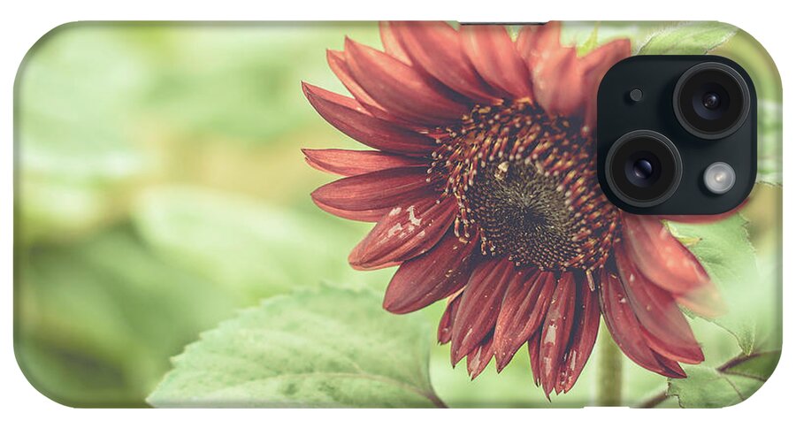 Cheryl Baxter Photography iPhone Case featuring the photograph Bowing Sunflower by Cheryl Baxter