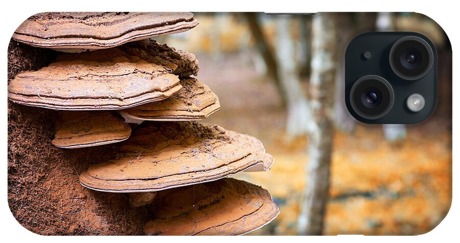 Fungus iPhone Case featuring the photograph Bracket fungus on beech tree by Jane Rix