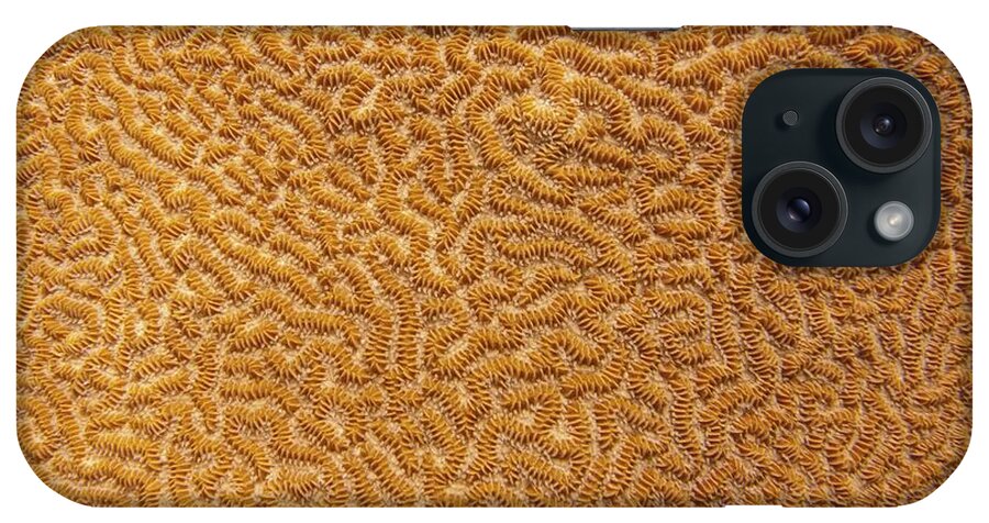 Texture iPhone Case featuring the photograph Brain Coral 47 by Michael Fryd