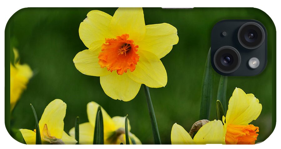 Flowers iPhone Case featuring the photograph Bright Daffodils by Kae Cheatham