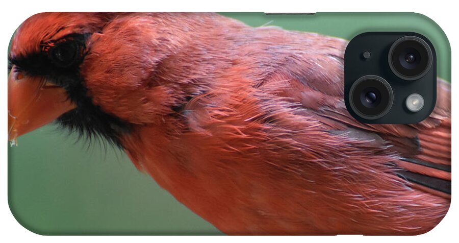 Cardinal iPhone Case featuring the photograph Brilliant Red Feathers on a Cardinal in the Wild by DejaVu Designs