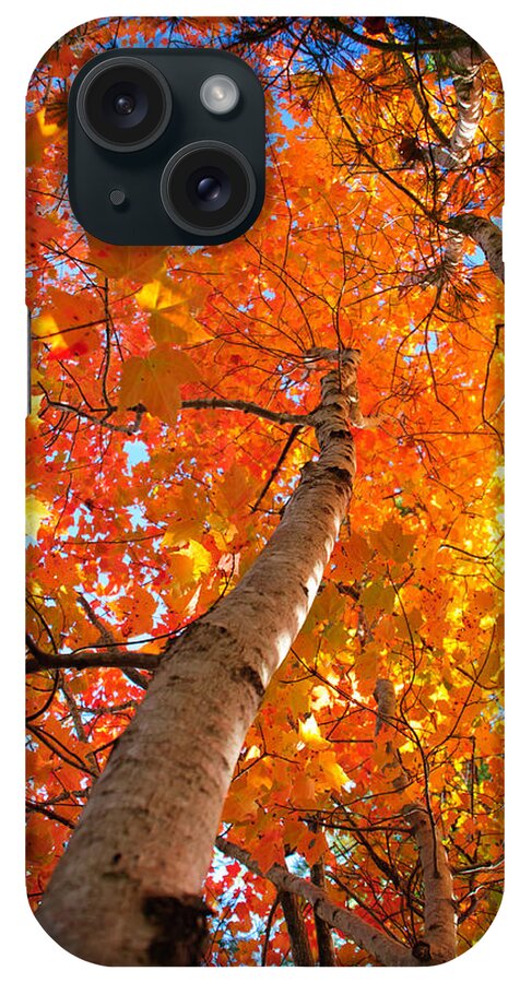 Maine iPhone Case featuring the photograph Brilliant Tree in Arcadia by Roberta Kayne