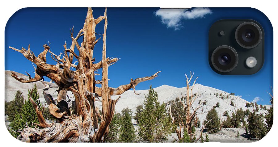 Ancient iPhone Case featuring the photograph Bristlecone Pine - Pinus Longaeva by Olivier Steiner