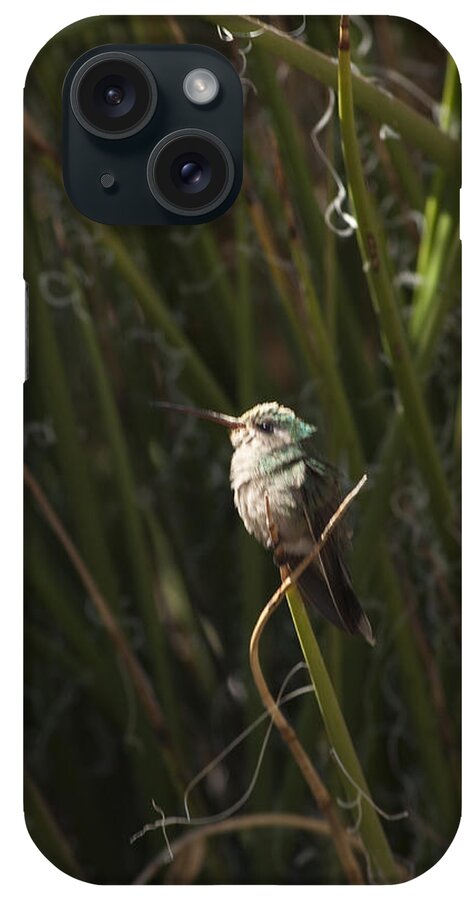 Arizona iPhone Case featuring the photograph Broad Billed Humming Bird fem by Daniel Hebard