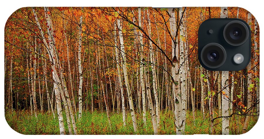 Birch iPhone Case featuring the photograph Broken Ankle Birch by Rod Melotte
