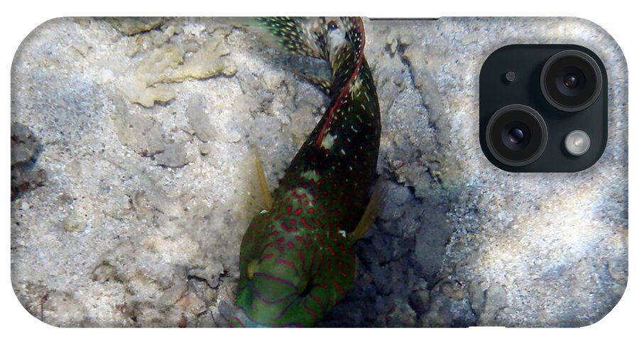 Fish iPhone Case featuring the photograph Broomtail Wrasse Makadi Bay 2 by Johanna Hurmerinta