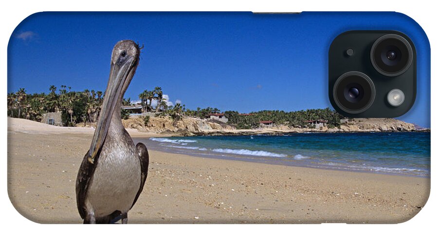 Pelican iPhone Case featuring the photograph Brown Pelican at the Baja by John Harmon