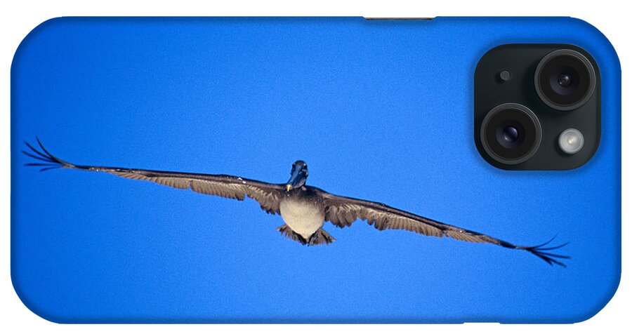 Brown Pelican iPhone Case featuring the photograph Brown Pelican Flying by John Harmon