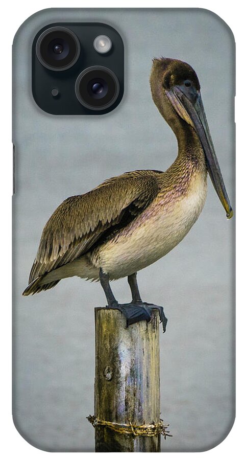 Pelican iPhone Case featuring the photograph Brown Pelican by Paula Ponath