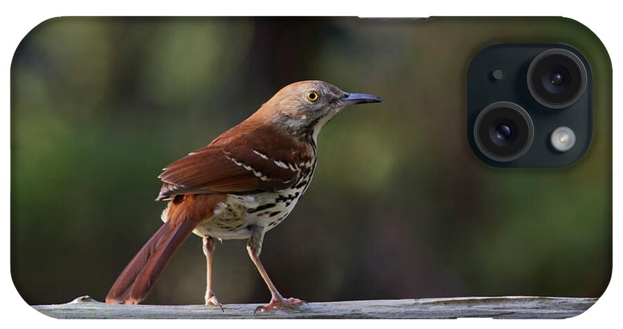 Bird iPhone Case featuring the photograph Brown Thrasher Facing West by Daniel Reed