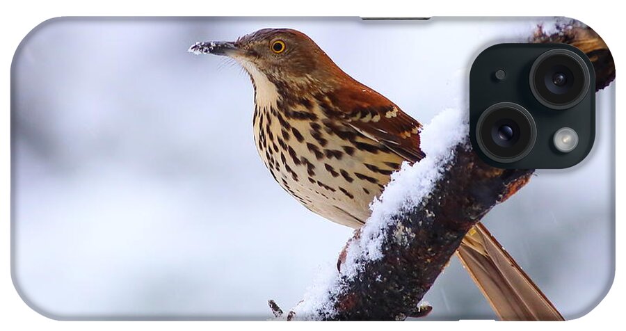 Brown Thrasher iPhone Case featuring the photograph Brown Thrasher In Snow by Daniel Reed