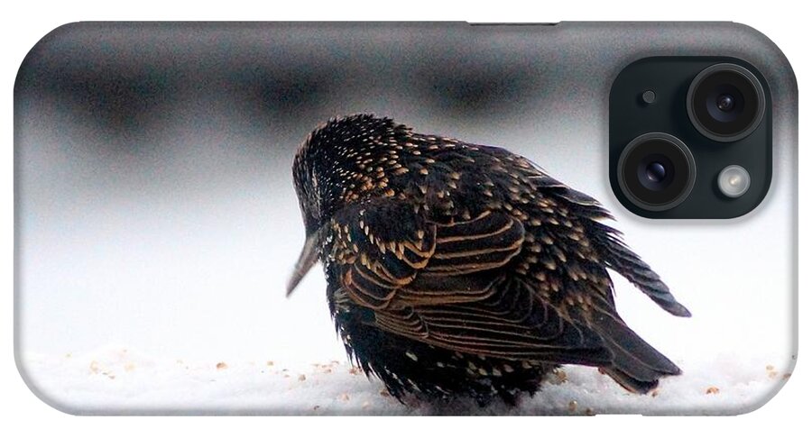  Starling iPhone Case featuring the photograph Brrrrr..... by Tracey Vivar