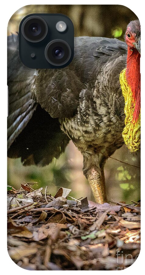 National Park iPhone Case featuring the photograph Brush Turkey by Werner Padarin