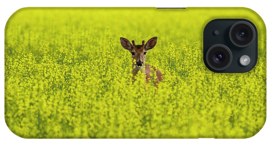 Canola iPhone Case featuring the photograph Buck in Canola by Mark Kiver