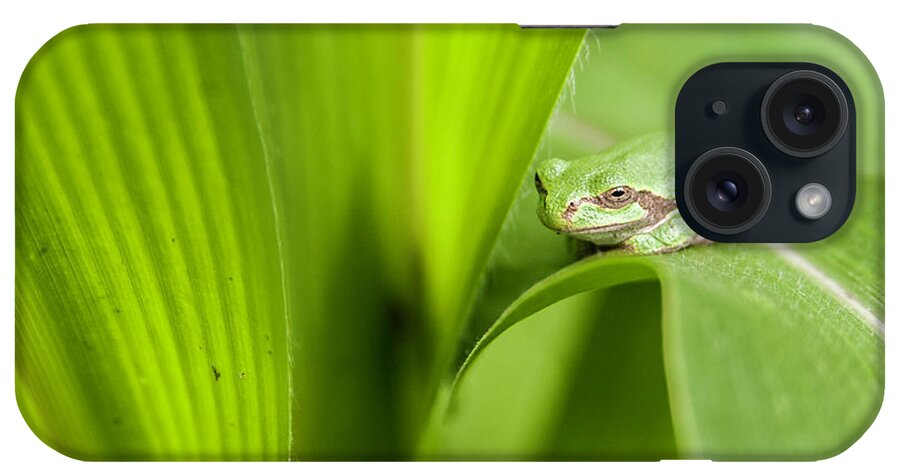  iPhone Case featuring the photograph Buddha On Corn Leaf.... by Paul Vitko
