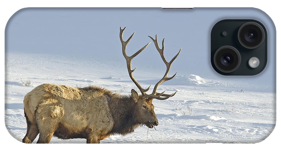 Elk iPhone Case featuring the photograph Bull Elk In Snow by Gary Beeler