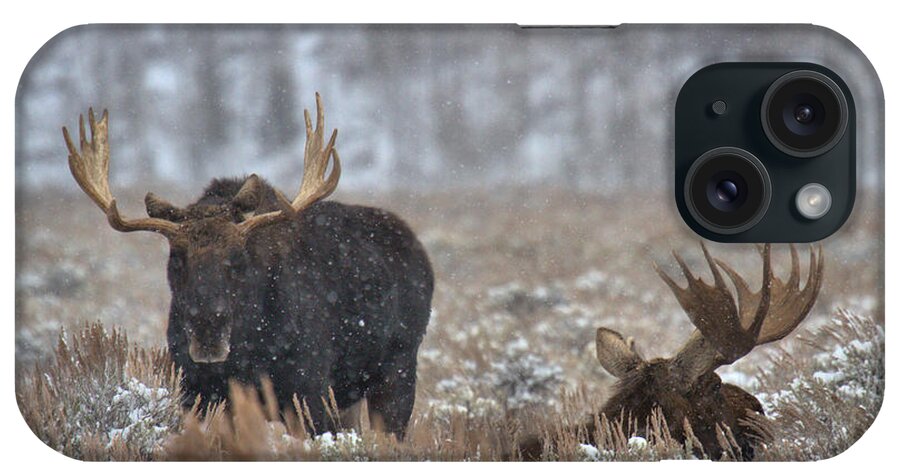  iPhone Case featuring the photograph Bull Moose Winter Wandering by Adam Jewell