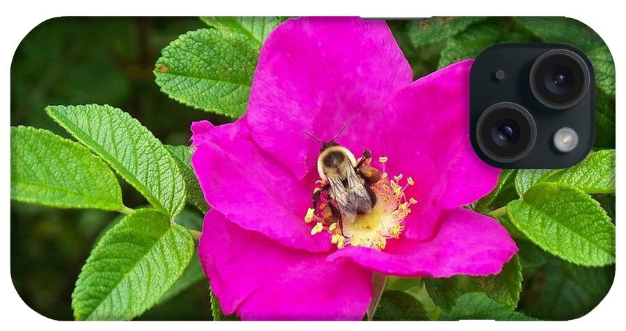 Bumble Bee On A Wild Rose iPhone Case featuring the photograph Bumble Bee On A Wild Rose by Joy Nichols