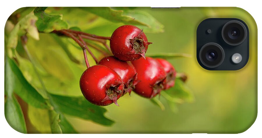 Bunch iPhone Case featuring the photograph Bunch of Hawthorn berries by Elena Perelman