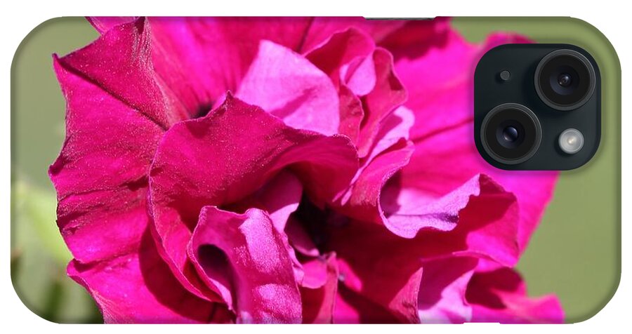 Mccombie iPhone Case featuring the photograph Burgundy Double Cascade Petunia by J McCombie