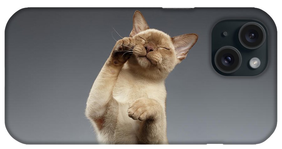 Breed iPhone Case featuring the photograph Burma Cat paws snout covers on Gray by Sergey Taran