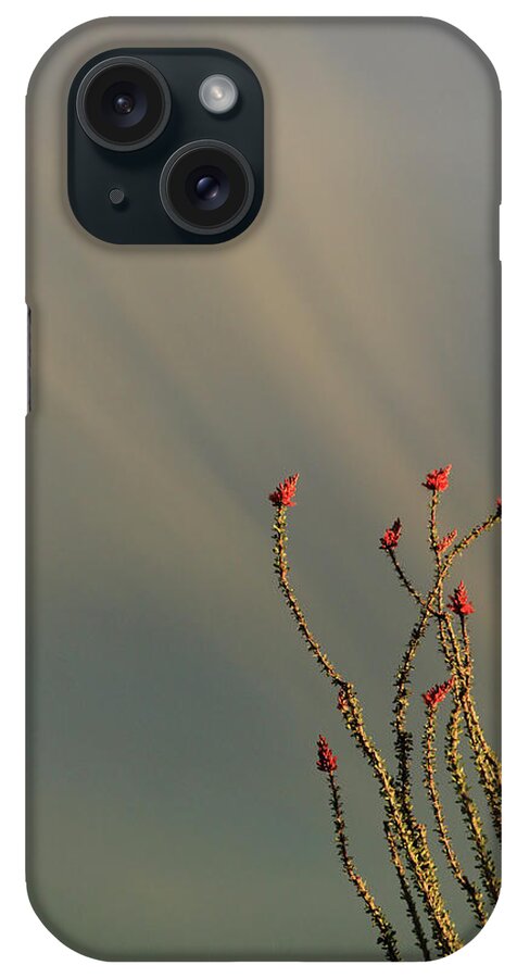 Ocotillo iPhone Case featuring the photograph Burning Bush by David Diaz