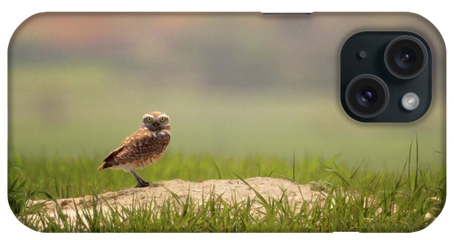Burrowing Owl iPhone Case featuring the photograph Burrowing Owl 1 by Susan Rissi Tregoning