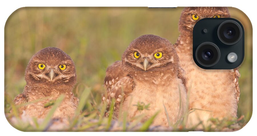 Clarence Holmes iPhone Case featuring the photograph Burrowing Owl Siblings by Clarence Holmes