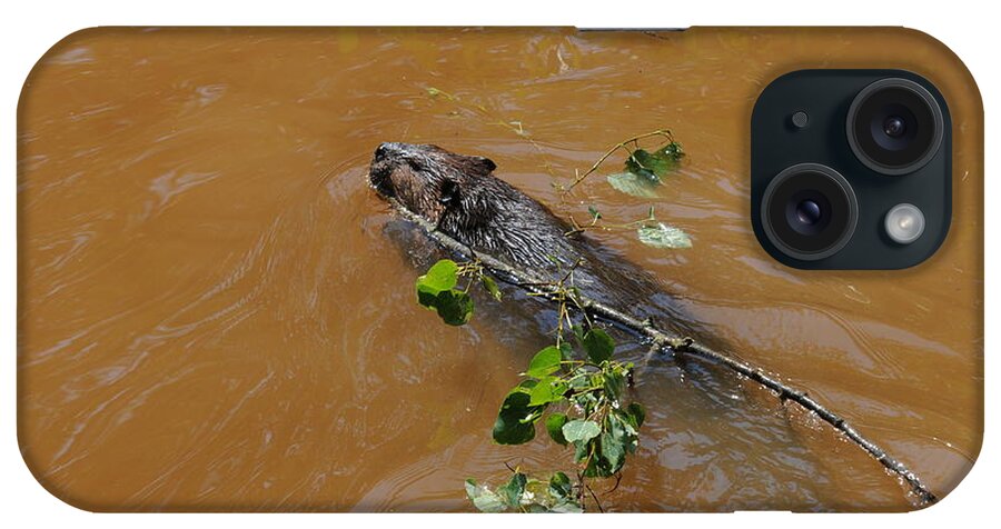 Beaver iPhone Case featuring the photograph Busy Beaver by Sandra Updyke